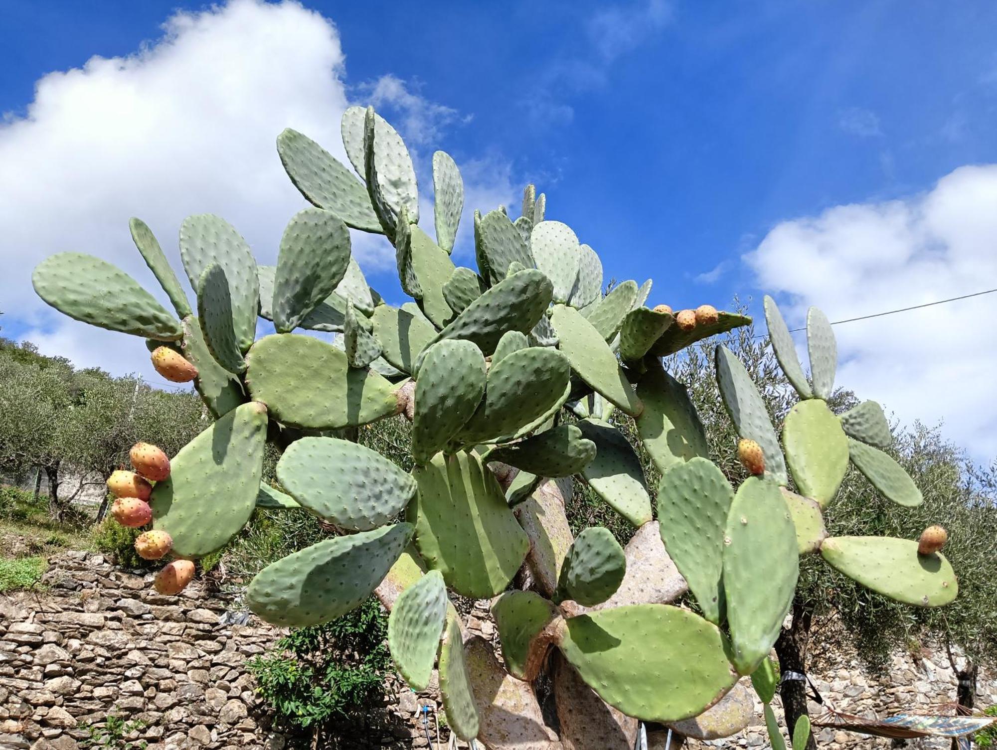 Le Drupe Villa Chiavari Dış mekan fotoğraf